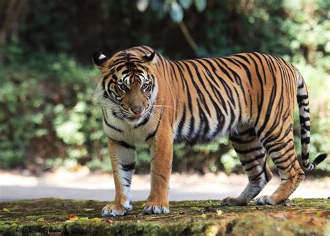 harimaubet|HARIMAU333 .